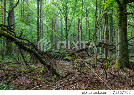 Dead oak branches lying moss wrapped Dead oak branches lying moss wrapped 71267703
