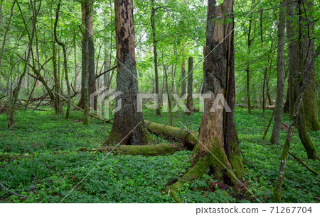 Summertime midday deciduous forest Summertime midday deciduous forest 71267704