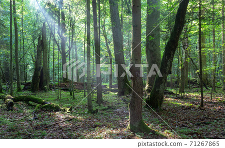 Misty deciduous stand before sunset 71267865