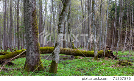 Fresh deciduous stand with old alder trees Fresh deciduous stand with old alder trees 71267876