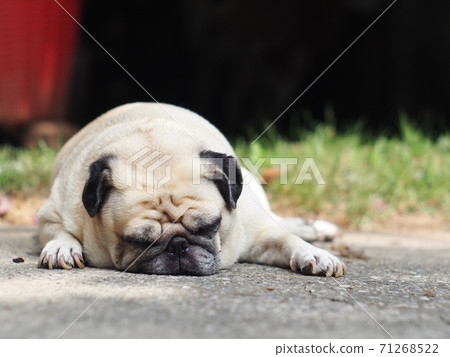 lovely white fat cute pug face portraits close... - Stock Photo [71268522]  - PIXTA