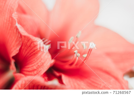 Coral amaryllis close up on white background. Coral amaryllis close up on white background. 71268567