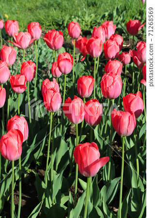 Beautiful red-pink tulips lit by the sun Beautiful red-pink tulips lit by the sun 71268569