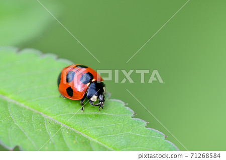 Nana Hoshi Tentou 71268584