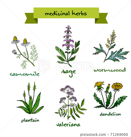 medicinal plants. Hand drawn illustration 71269008