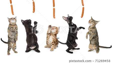 Group of kittens hunting for sausages Group of kittens hunting for sausages 71269458