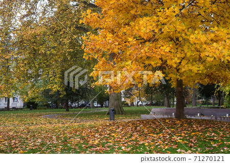 Steinbach park with autumnal trees in Mulhouse - France 71270121