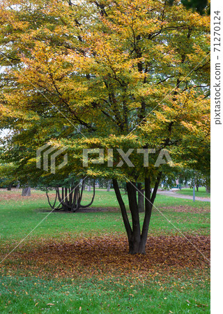 View of beautiful autumnal trees in Salvator Park in Mulhouse - France 71270124