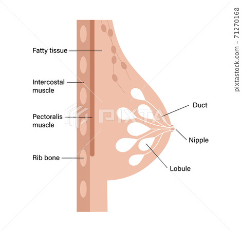 Breast disease concept 71270168