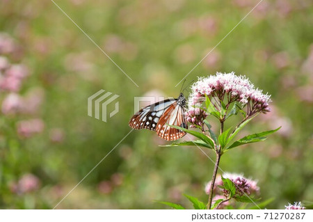 Traveling butterflies Chestnut tiger and Fujibakama 71270287