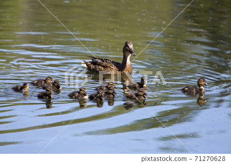Duck and ducklings in the forest river.. Duck and ducklings in the forest river.. 71270628