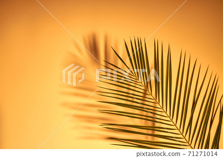 Close-up palm leaaves. Close-up palm leaaves. 71271014
