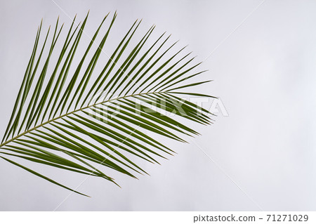 Palm branch isolated on white. 71271029