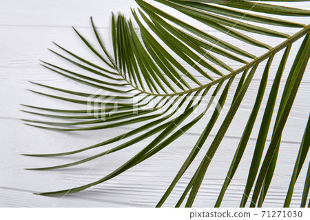 Branch with long green leaves. 71271030