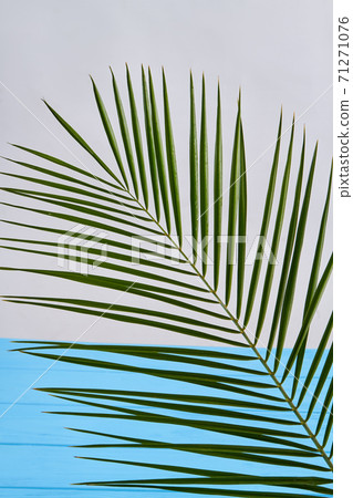 Vertical shot green palm branch. Vertical shot green palm branch. 71271076