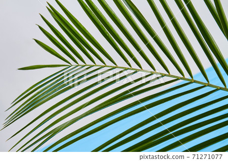 Palm branch with long leaves. Palm branch with long leaves. 71271077