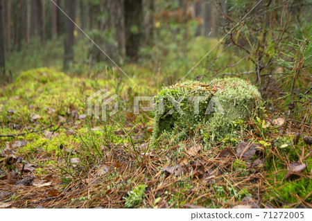 Old stump overgrown with moss in the autumn forest 71272005