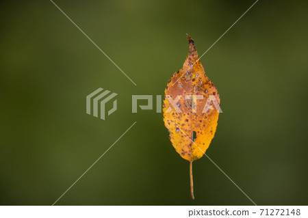 Deciduous leaves hanging with spider silk 71272148