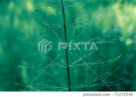 horsetail grows in a swamp, ancient primitive plant horsetail grows in a swamp, ancient primitive plant 71272548
