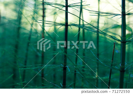 horsetail grows in a swamp, ancient primitive plant horsetail grows in a swamp, ancient primitive plant 71272550