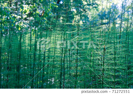 horsetail grows in a swamp, ancient primitive plant horsetail grows in a swamp, ancient primitive plant 71272551