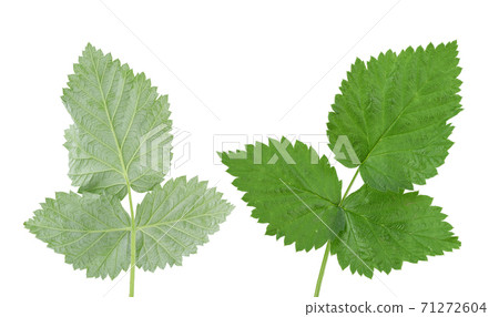various branches green raspberry leaves isolated on a white background various branches green raspberry leaves isolated on a white background 71272604