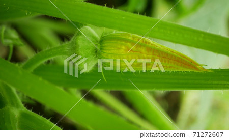 Pattypan squash patty pumpkin pan Cucurbita pepo patissonian summer white squash young unripe fruit garden rest of yellow flower green bud, farm farming growth plant organic countryside greenhouse 71272607
