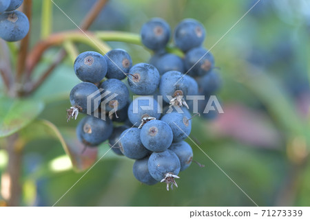 藍莓生長在樹上的特寫圖像 71273339