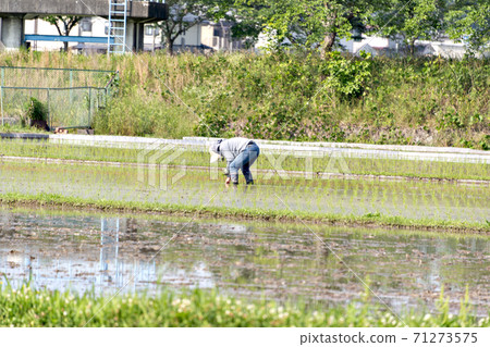 Paddy rice transplantation (manual supplementary planting) Paddy rice transplantation (manual supplementary planting) 71273575