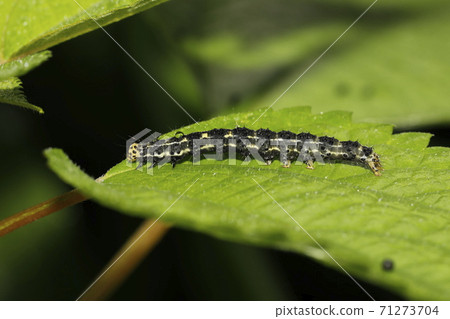 Caterpillar larvae Caterpillar larvae 71273704