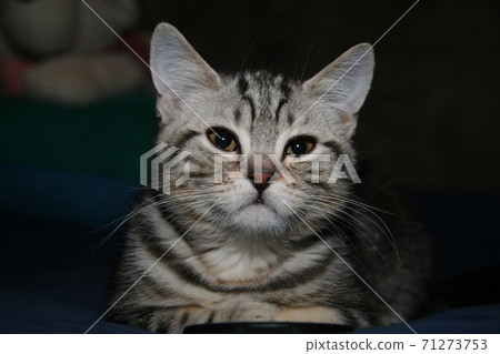 British Shorthair tabby kitten at home on the bench 71273753