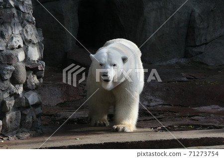 polar bear on a walk polar bear on a walk 71273754