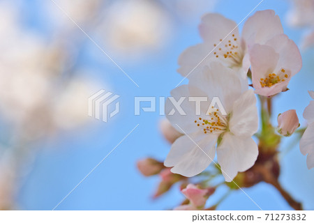 Somei Yoshino cherry blossoms in full bloom in the green area of the Shukugawa Riverbed in Hyogo Prefecture 71273832
