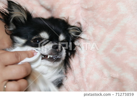 Chihuahua dogs to care for with a dog toothpaste sheet 71273859