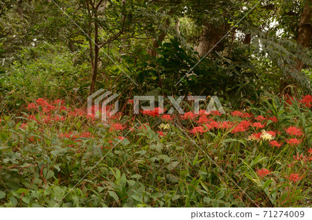 快照：秋天的圓山森林公園 71274009