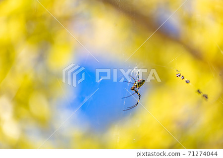 Chichibu Muse Park Jiro Spider and Ginkgo Chichibu Muse Park Jiro Spider and Ginkgo 71274044