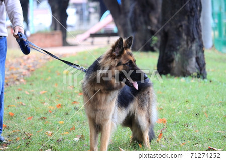 一個男人和一個牧羊人在公園散步 一個男人和一個牧羊人在公園散步 71274252