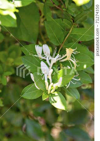 Honeysuckle Flower Honeysuckle Flower 71274350