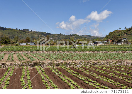 Vegetable cultivation scenery in the highlands of Luzon Island, Philippines 71275111