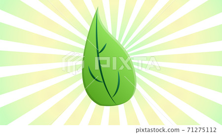 Fresh Green Tea Leaves In The Rays Of Sun. 71275112