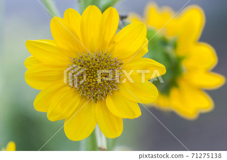 sunflower sunflower 71275138