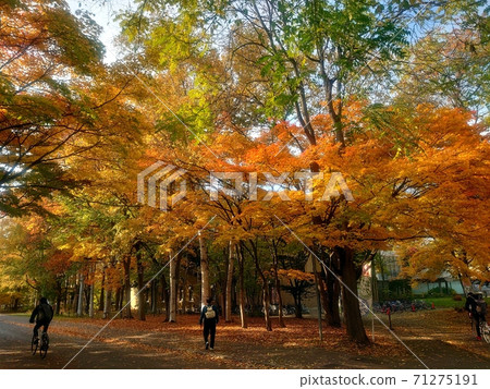 Town to visit in autumn 71275191