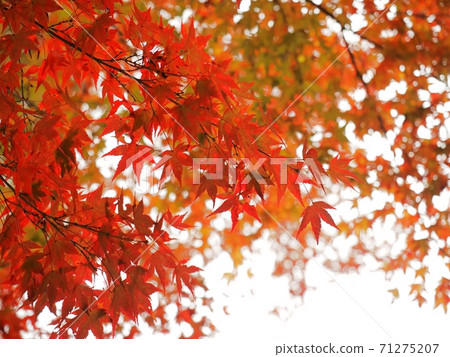 拉坎村的秋葉拉坎谷的秋葉 71275207