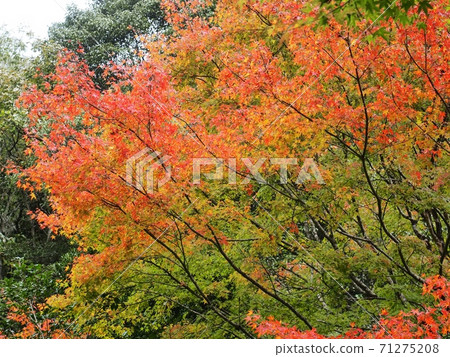 拉坎村的秋葉拉坎谷的秋葉 拉坎村的秋葉拉坎谷的秋葉 71275208