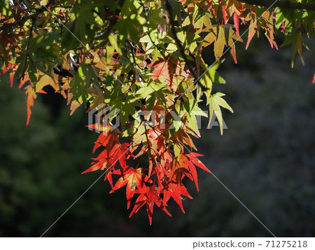 Autumn leaves in Rakan no Sato: Autumn leaves in Rakan Valley 71275218