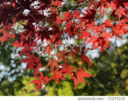Autumn leaves in Rakan no Sato: Autumn leaves in Rakan Valley 71275219