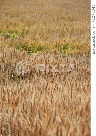 小麥的耳朵 71275343