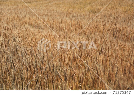 Ear of wheat 71275347