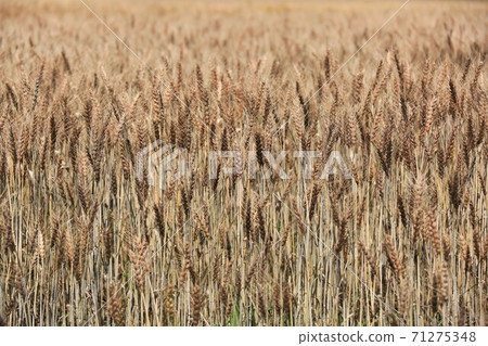 Ear of wheat 71275348