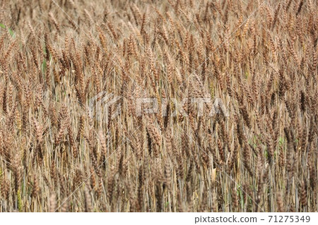 Ear of wheat 71275349